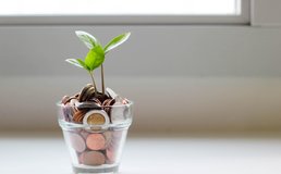 out of a pot with coins a plant grows