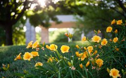 flowers in bloom outside OLPH campus