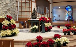 Our Lady of Perpetual Help sanctuary decorated with red and white poinsettias for Christmas