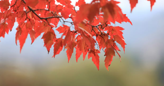 orange-red leaves on branch