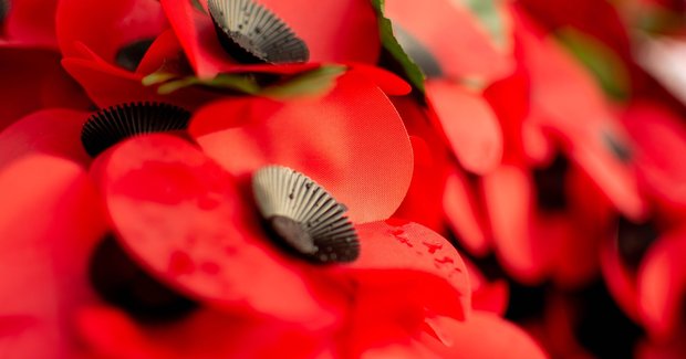 Poppies 3808866 1920