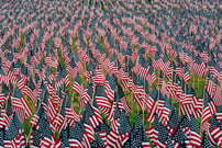 American Flags In A Field