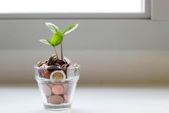 out of a pot with coins a plant grows