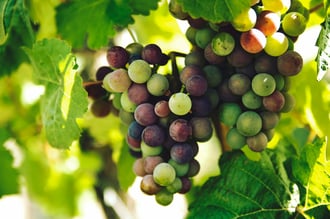 grapes growing on vines